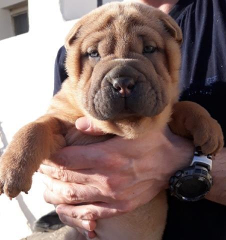 Shar-Pei-štenci-