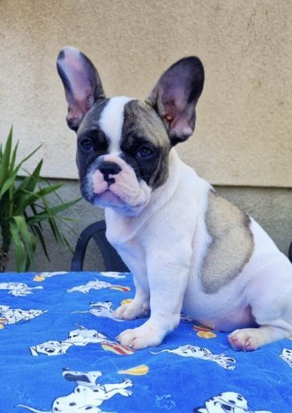 Francuski-buldog-štenci