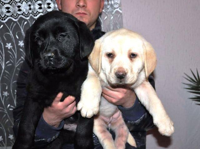 Labrador retriver, crni i beli stenci