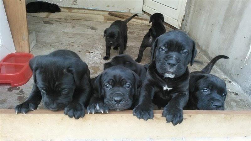 Cane-Corso-štenad
