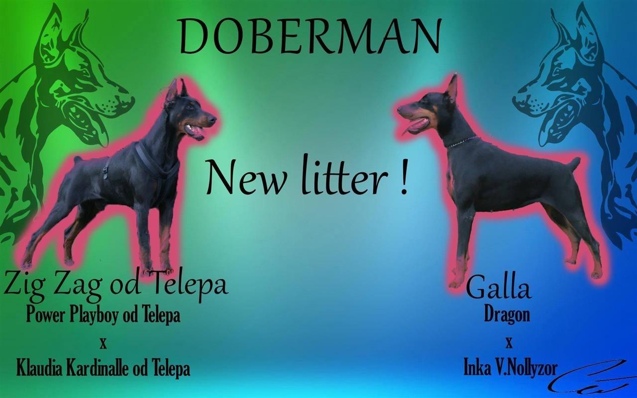 Doberman-stenci