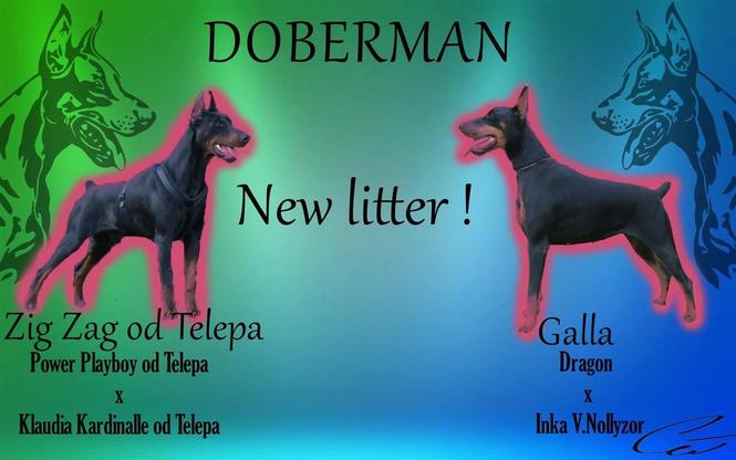 Doberman stenci