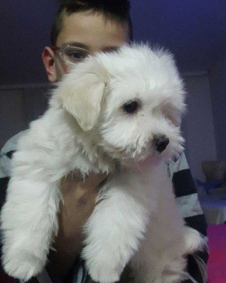 Coton-de-Tulear