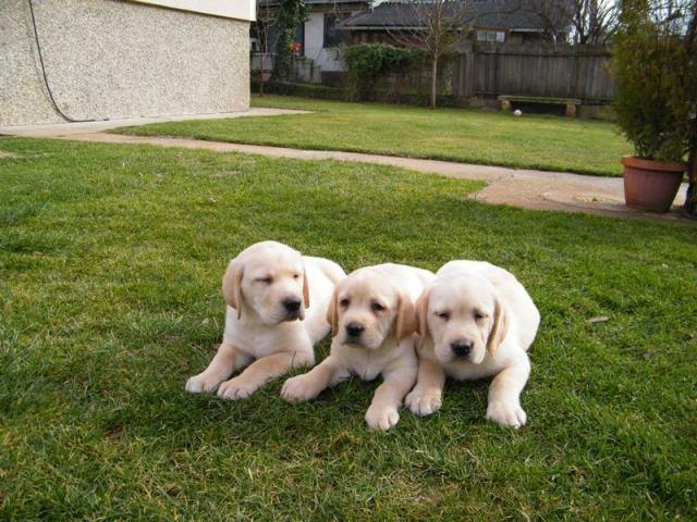 LABRADOR--stenci-iz-odg--Simonis