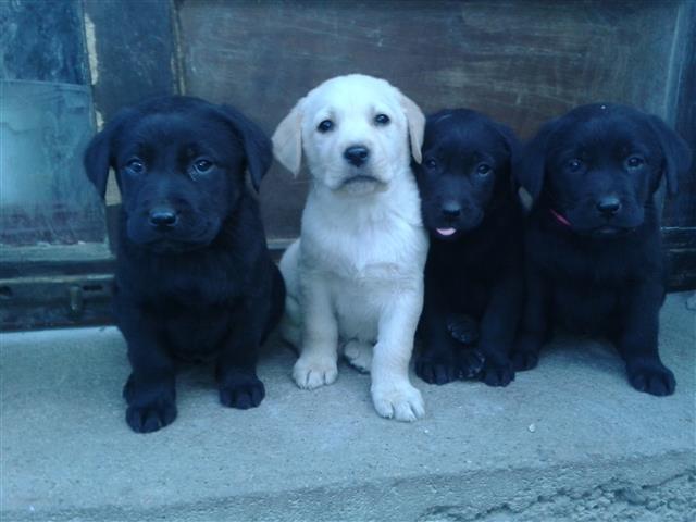 Labrador retriver stenci