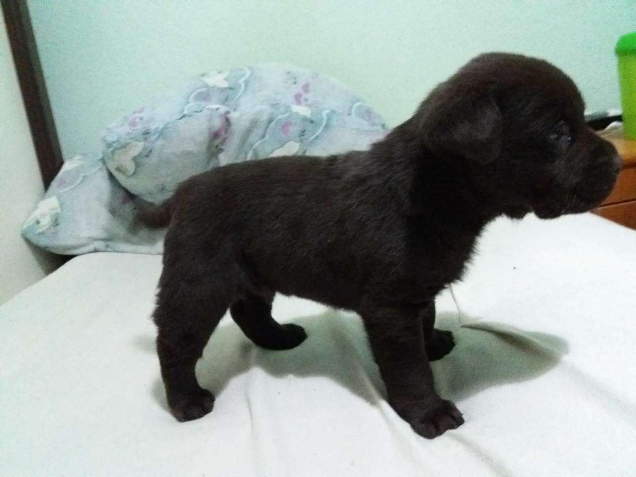 Labrador-stenad