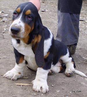 Basset Hound baset