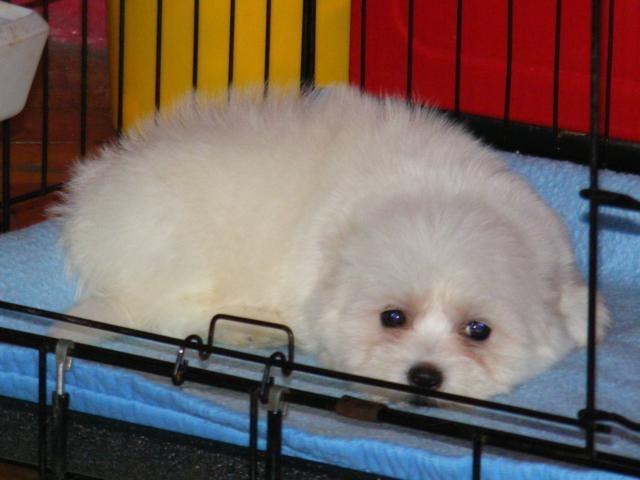 Coton-de-Tulear
