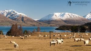 NOVI ZELAND ISELENJE