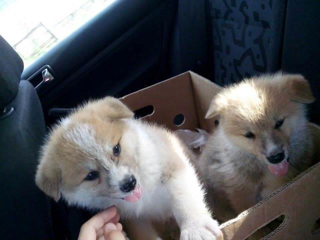 Akita-inu-štenci-