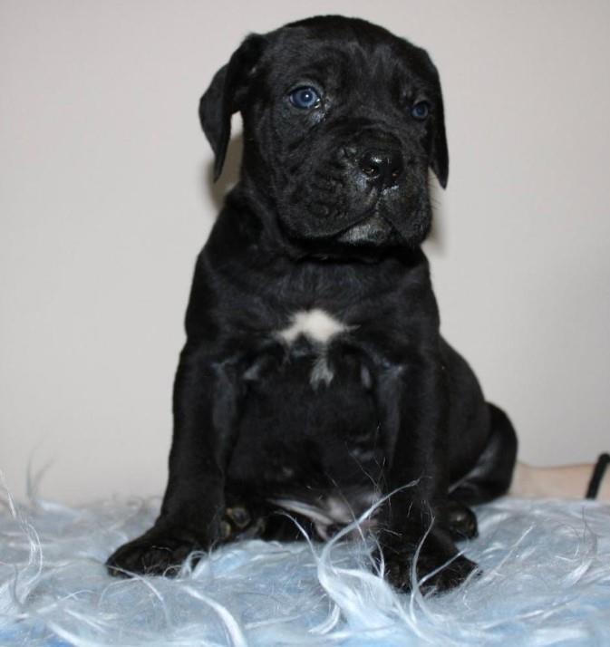 KANE-KORSO-CANE-CORSO