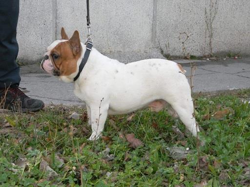 Francuski-buldog-