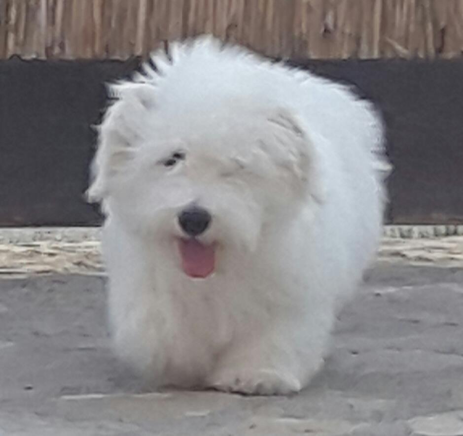 Coton-de-Tulear