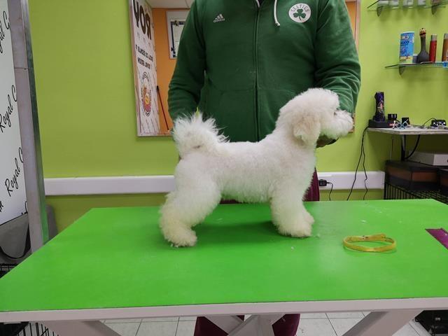 Bichon-Frise-
