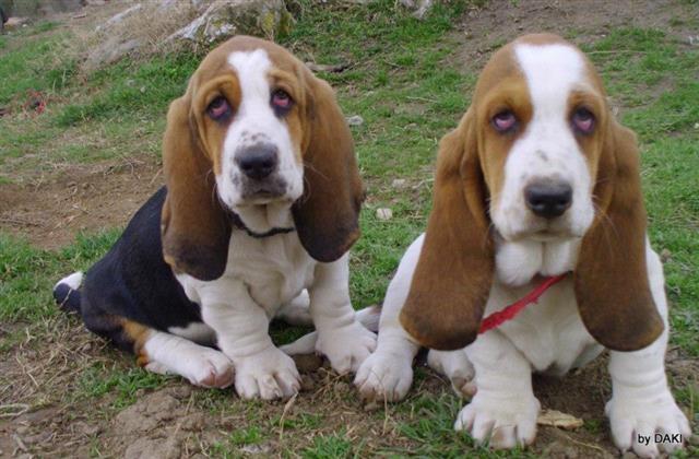 Basset-Hound-baset