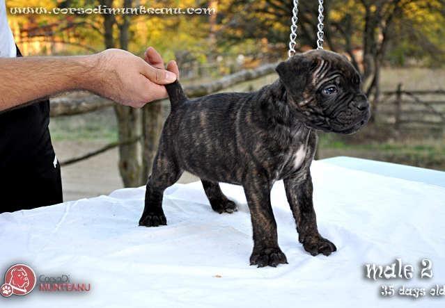Cane-Corso---rezervacija-vrh--stenaca-iz-2-le