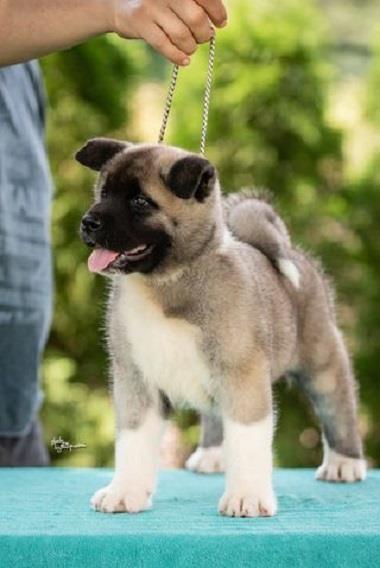 Americka-akita
