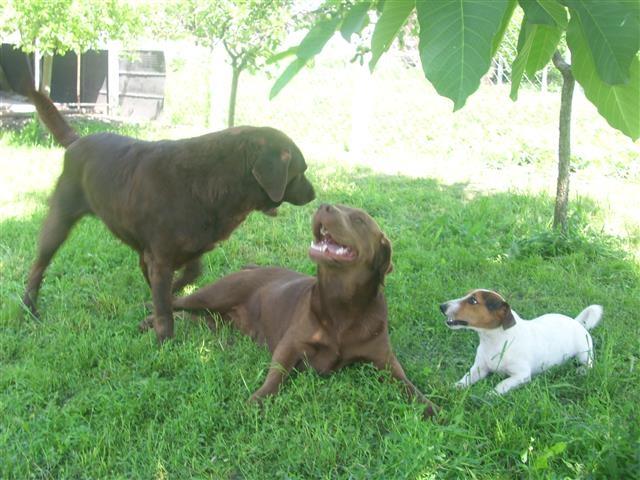 Labrador braon zenka