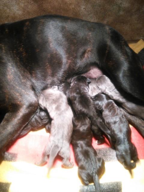 Cane-corso--sivi-stenci
