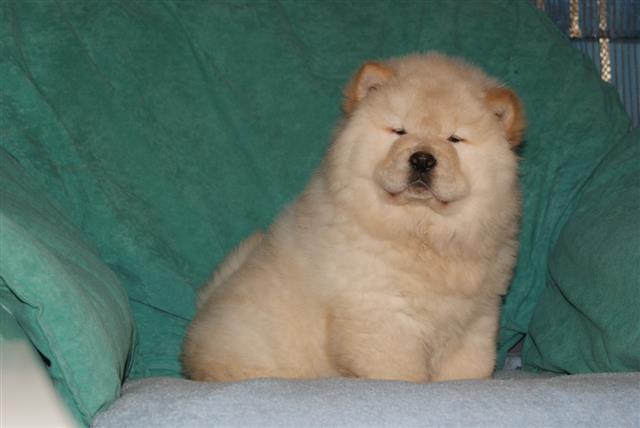 Chow-Chow štenci
