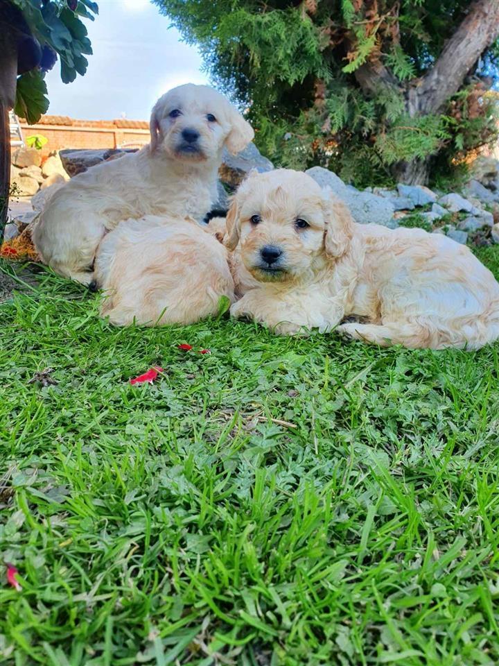 Goldendoodle-štenci