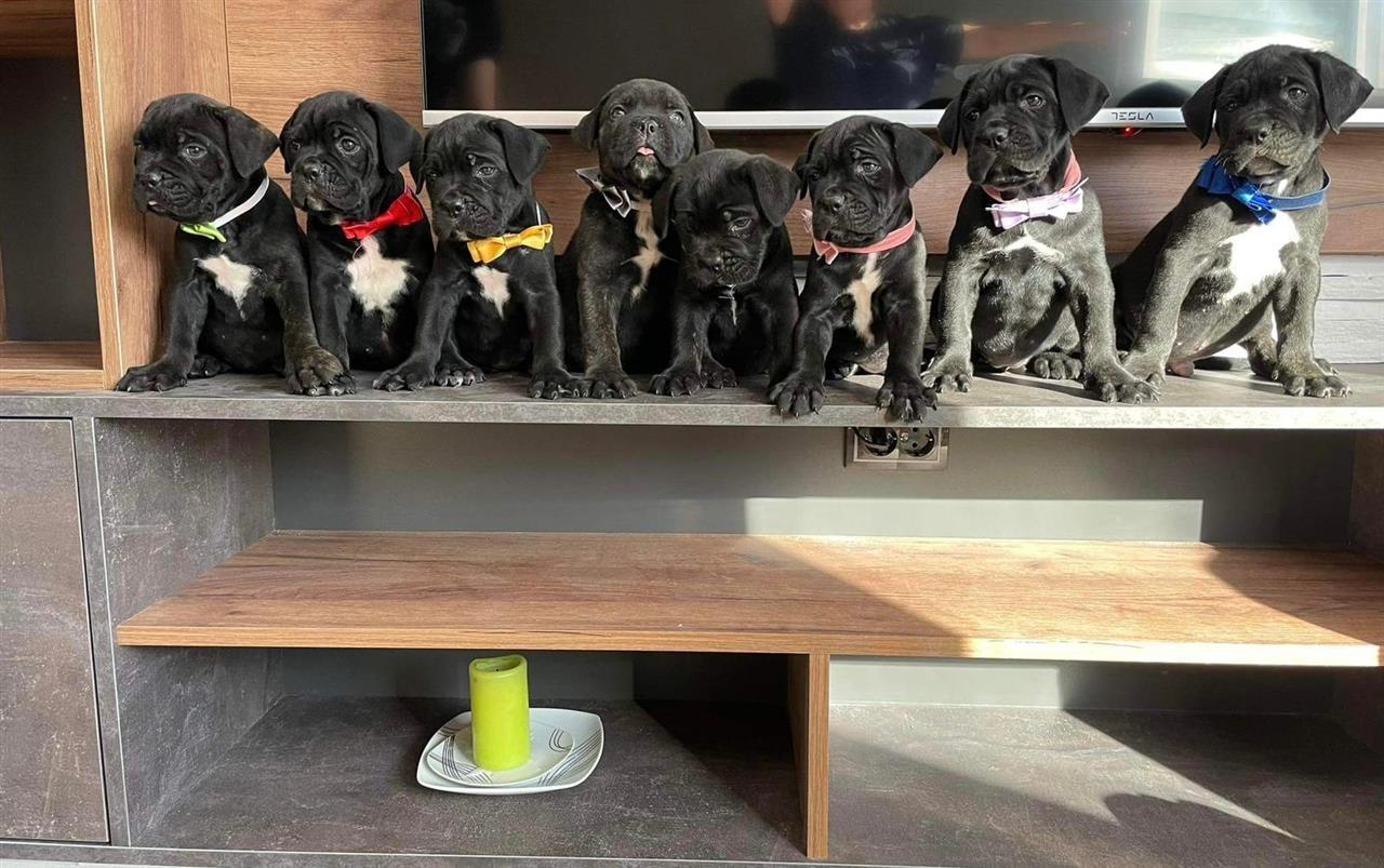 CANE-CORSO-ŠTENCI-NA-PRODAJU