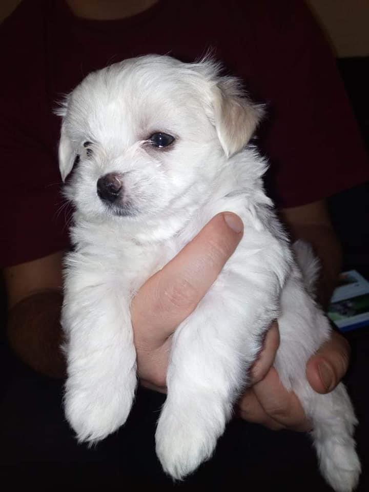 Maltezer