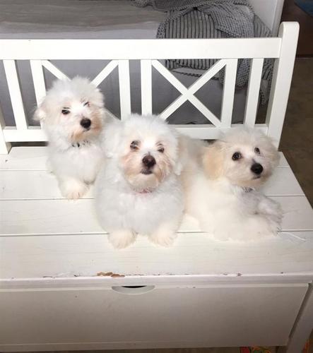 Coton De Tulear
