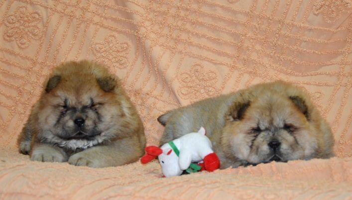 Chow-Chow