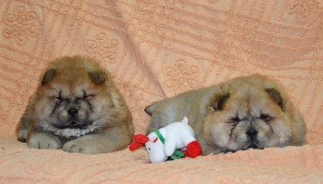 Chow Chow