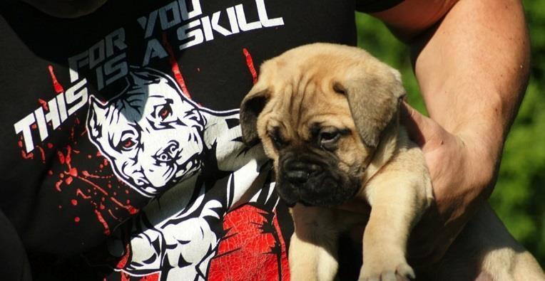 Bullmastiff-stenci