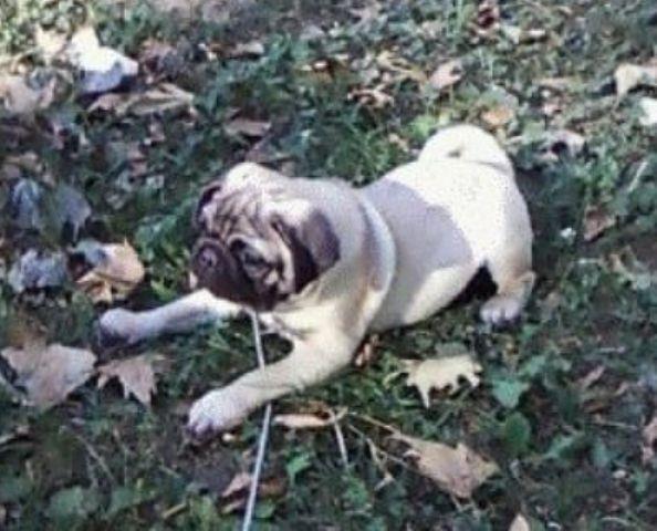 Mops-stenci--crne-i-bez-boje