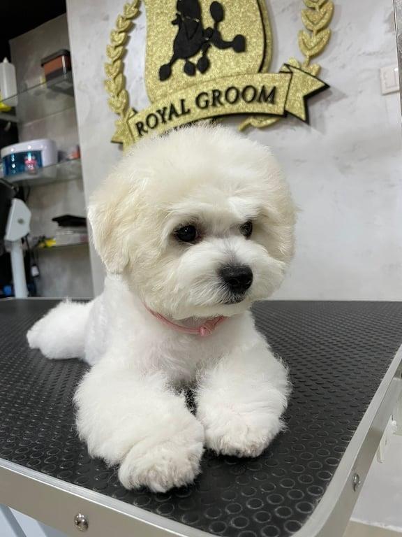 Kovrdzavi-Bison---Bichon-Frise---