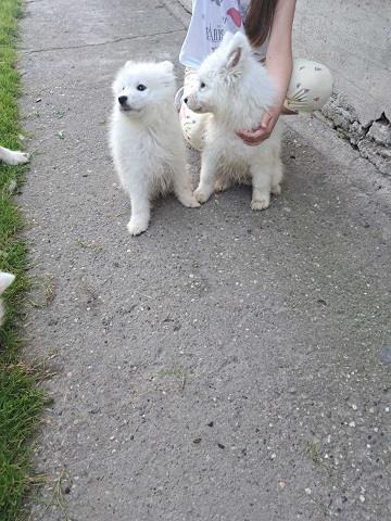 Sibirski-samojed-stenci