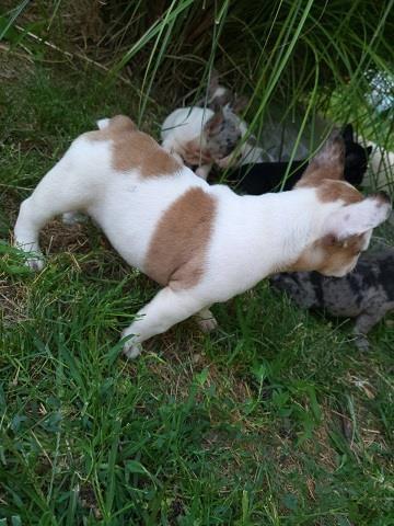 Merle-Francuski-Buldog