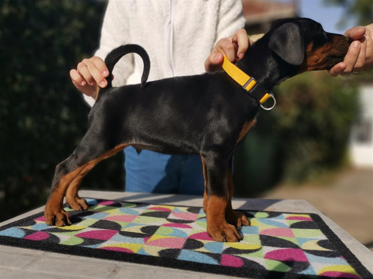 Doberman-štenad-