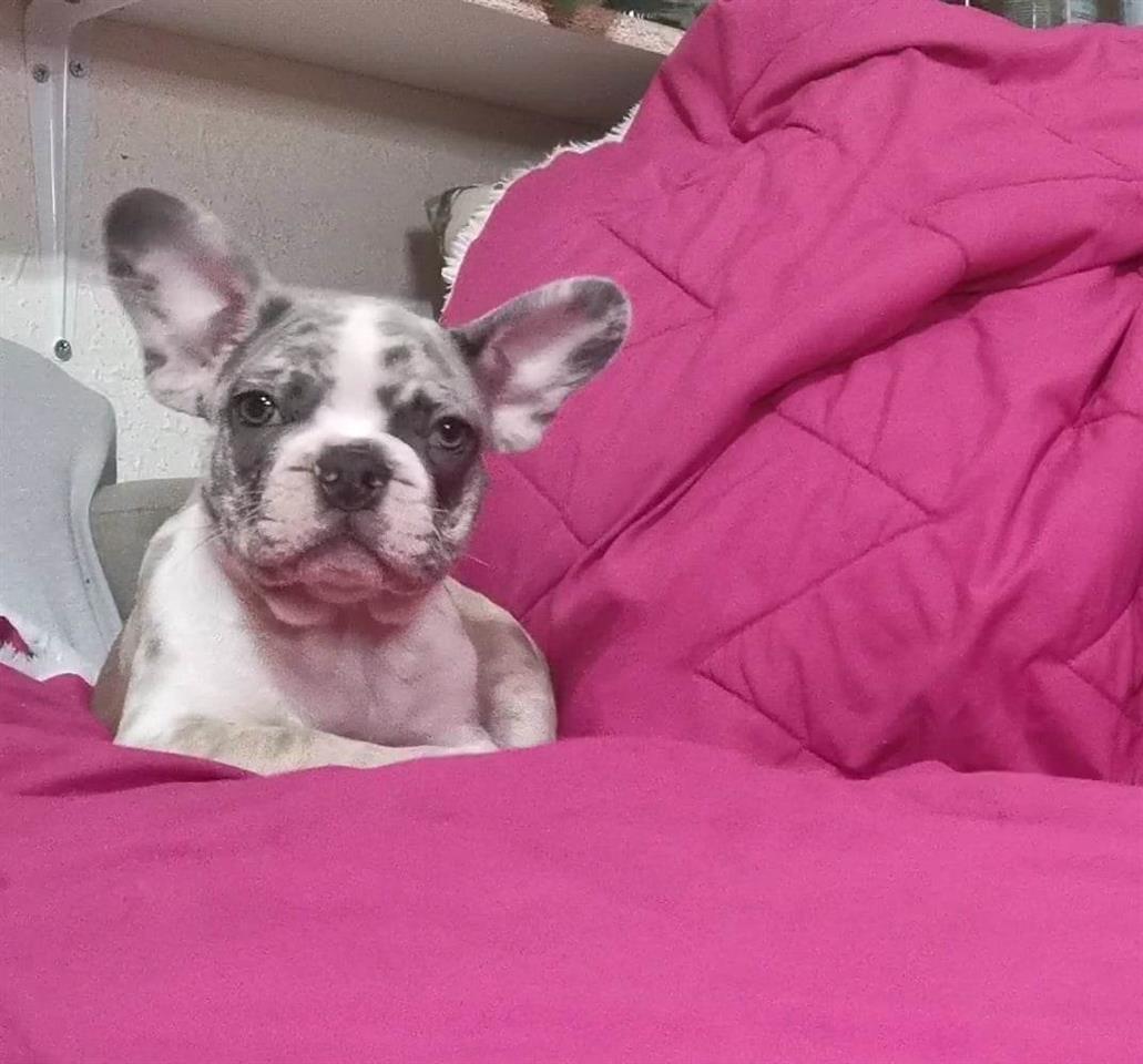 Francuski-Buldog