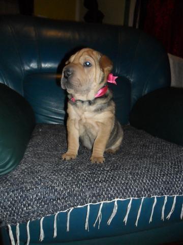 Shar Pei
