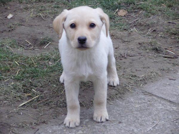 Labrador-Retriver-stenad