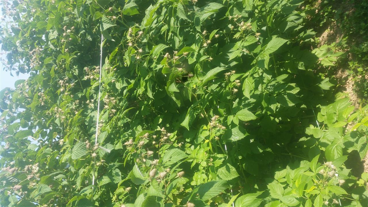 Beraci-maline