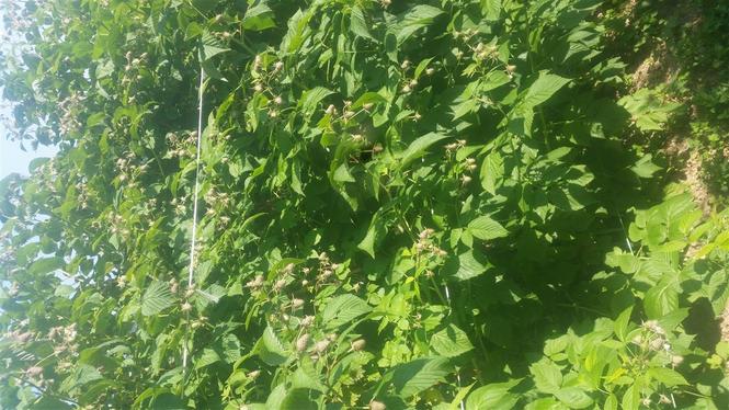 Beraci.maline