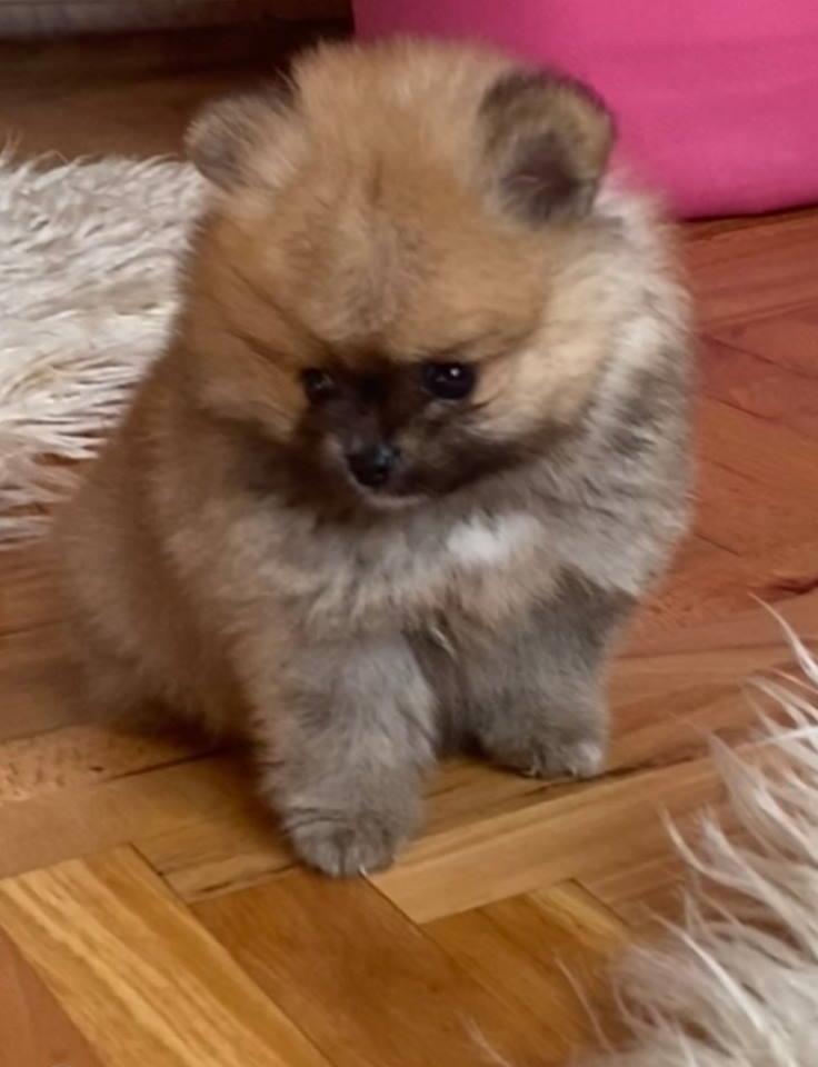 Pomeranac-štenci--