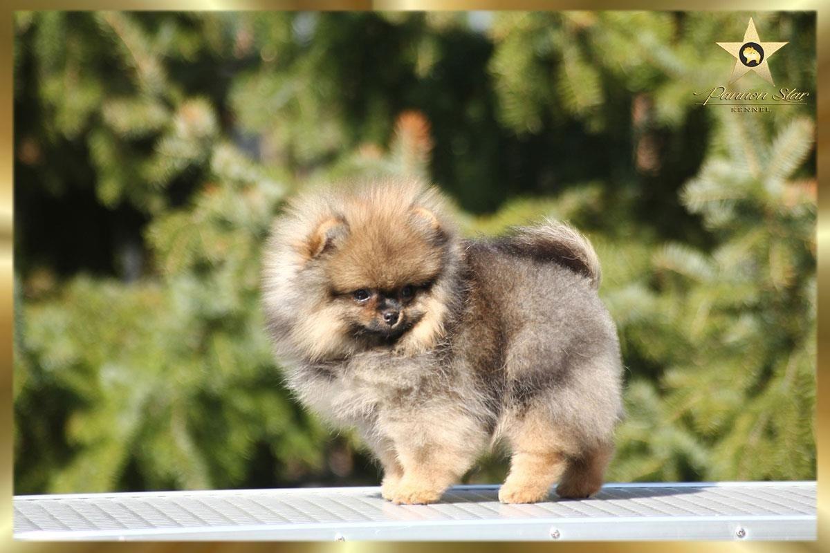 Pomeranski-špic