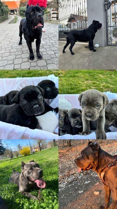 Cane-Corso-stenci