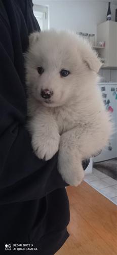 Samojed