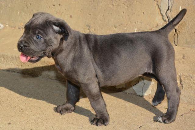 Cane-Corso-štenci-