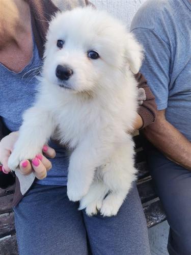Samojed