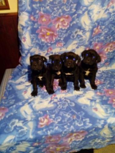 Cane corso stenci