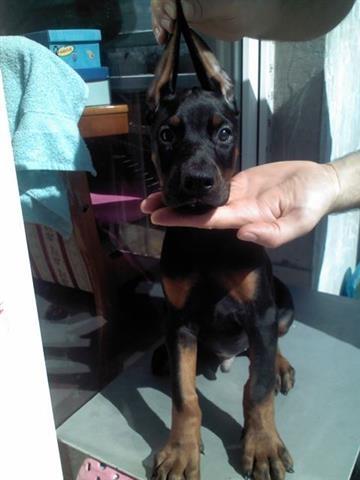 DOBERMAN stenci 