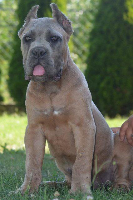 Cane-Corso--vrhunski-štenci
